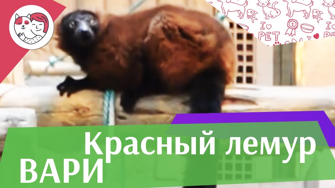 Красный лемур вари Приручение на ilikepet