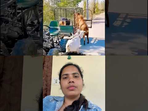 അവരെ മേയ്ക്കാൻ കൊണ്ടുപോയി,തിരിച്ചു കൂട്ടിൽ കേറ്റുന്ന വിരുതെന്മാർ #viralvideo #dog #trending #laaljor