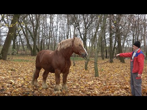 Zimnokrwiste konie i wysoka wydajność mleka. Jaki przepis na sukces ma stadnina Koni w Jankowicach?