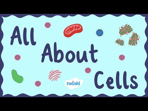 All About Animal Cells for Kids | Middle School Science | Twinkl USA