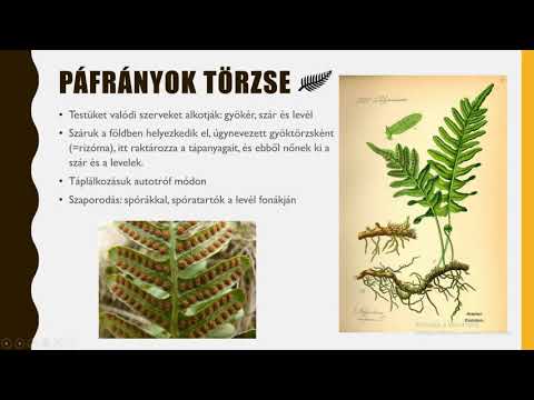 Torsuns férgek kezelése - Torsuns férgek kezelése