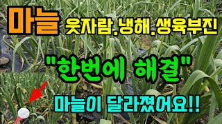 마늘 웃자람/냉해/생육부진 한번에 해결 굵은 마늘 키우시려면 지금부터 하세요 #마늘키우기 #마늘농사