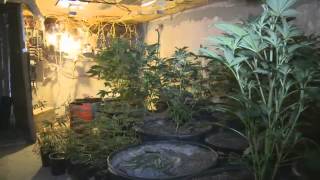 Traffic stop leads to under the pool grow house (video)