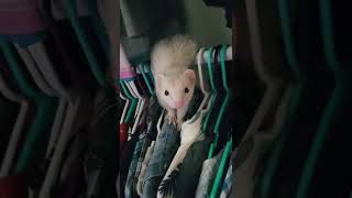 Closet Monster