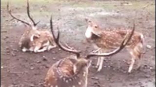 preview picture of video 'Animal residents of Kolhapur Palace'