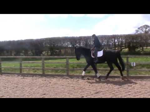 Rubin Star N/Welt Hit 11/Donnerhall gelding 4yrs