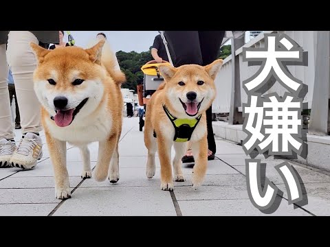 犬嫌いなばあちゃんが最終日には別人レベルで柴犬達を溺愛してた