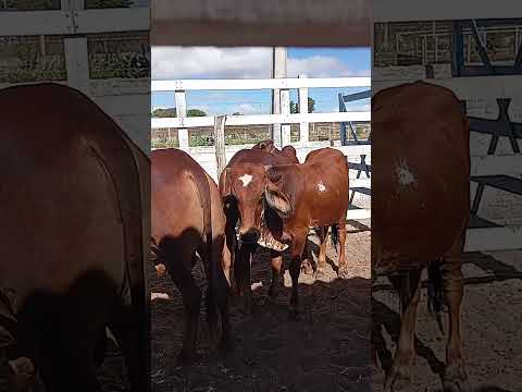 feira do gado de Lagoa Nova RN #viralvideo #caminhoparaumavidamelhor