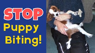 Cavalier King Charles Spaniel Puppy Training | Stop Cavalier Puppy Nipping and Biting