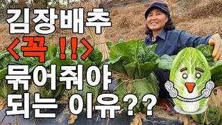 배추 묶는시기 배추묶는법, 얼면 맛이 없다? - radish cabbage