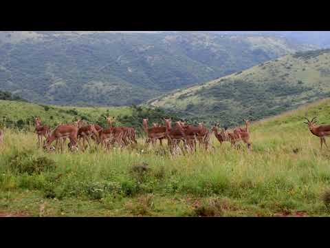 Herd of impala