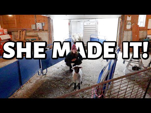 Our little SEXTUPLET lamb is moving out! 🥹 | Vlog 671