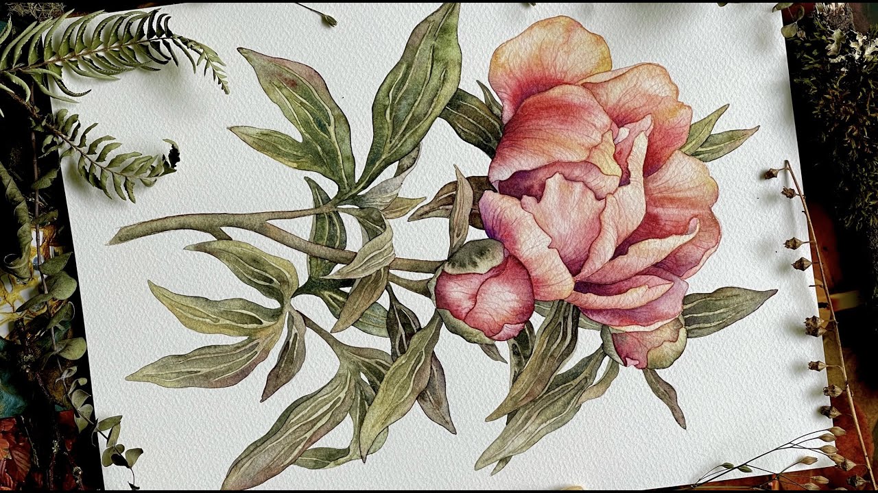Peony | watercolor painting 🌸
