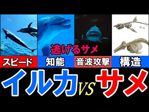 オルカエラ・ブレビロストリス