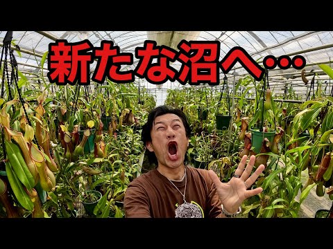 エメラルドの生命の樹 植物