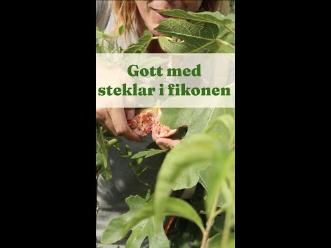 , title : 'Pollinering av fikon - Trädgårdshacks med GardenR'