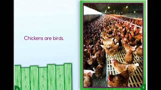All about chickens