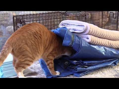 How To Trap Feral Cats - Cat Man Chris
