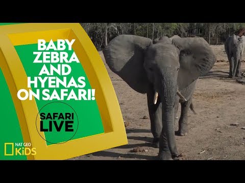 Baby zebra and hyenas on safari