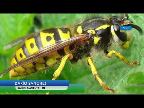 Darío Sanchez - Salud Ambiental Río Negro | Pasa de todo LU19 AM690