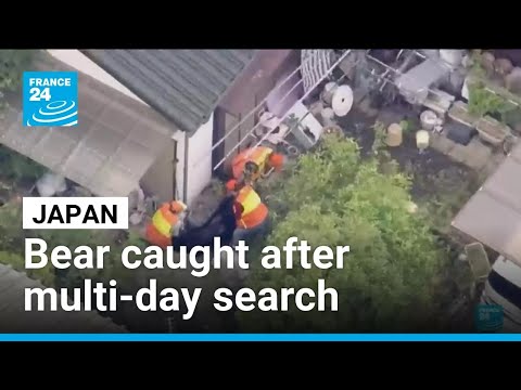 Bear captured in Japan after multi-day search as attacks rise