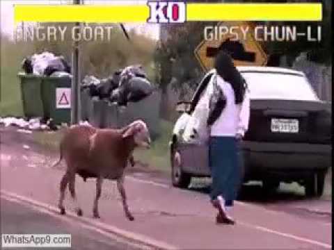 Street Fighter Angry Goat Vs People   Very Funny
