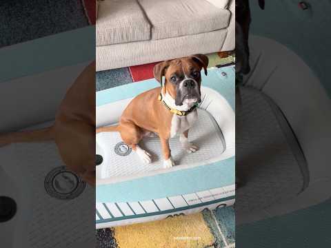 New kayak / sup for my dog! #paddleboard #standuppaddle #dog #inflatablekayak