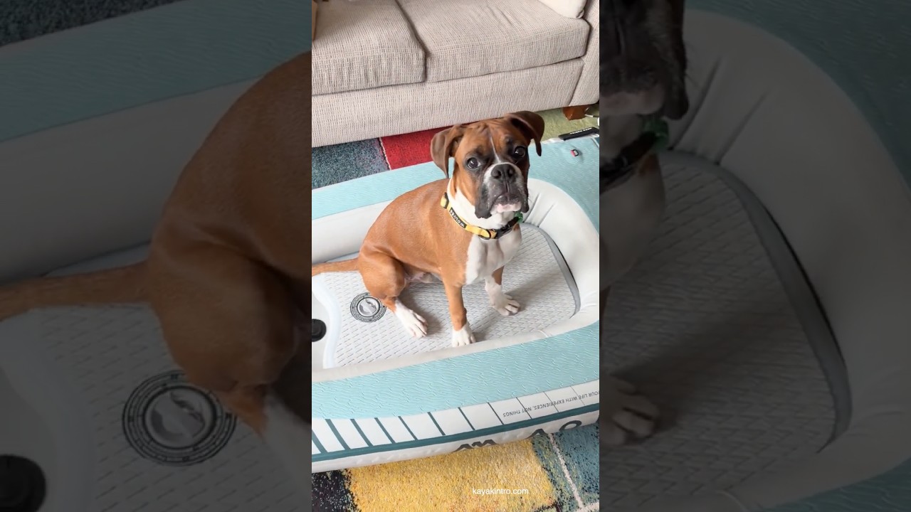 New kayak / sup for my dog! #paddleboard #standuppaddle #dog #inflatablekayak