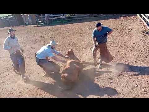 marcação a pealo, Itacurubi, RS, propriedade do Sr Maurício Ávila