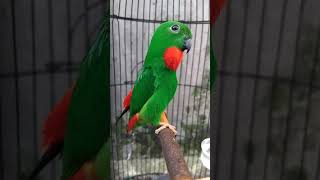 Download lagu Serindit gacor jinak full materi #serindit #serinditgacor #muraibatu mp3