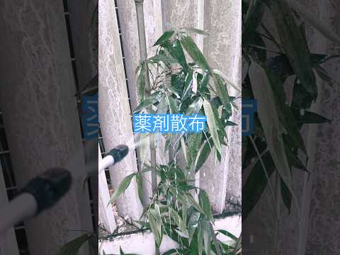 ピーチアブラムシ治療ナチュラルおばあちゃんのレメディウォーター