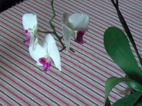 comment prendre soin d'une orchidée en pot