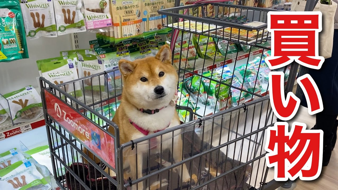 【柴犬】久々に買い物来たら辺り一面おやつだらけで目まん丸になる犬。