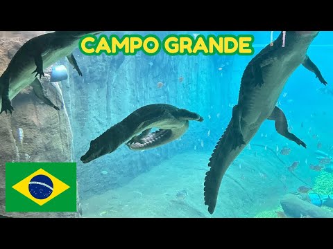🐊 I discovered the city with Brazil’s best aquarium: CAMPO GRANDE 🇧🇷