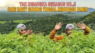 Download lagu TAK DISANGKA SEBAGUS INI..!! CABE RAWIT GUNUNG TINGGAL MENUNGGU PANEN mp3