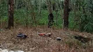 Download lagu Ibunya hanya petani karet# gaya anak kaya orang kaya mp3