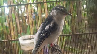 Download lagu PANCINGAN KAPASAN KEMIRI BAHAN●BIKIN BUNYI mp3