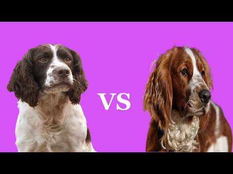 English Springer Spaniel vs Welsh Springer Spaniel | Which Is A Better Pet?