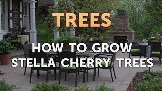 How to Grow Stella Cherry Trees