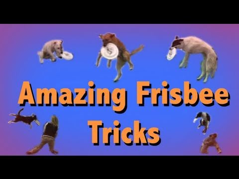 THE MOST AMAZING FRISBEE DOG TRICKS!
