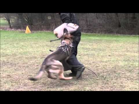 Jagira Aykmar - 10 months - protection, helper: Marek Černý