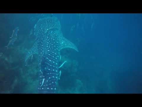 Whale shark 28/11/2016 at amazing Sail Rock (หินใบ)