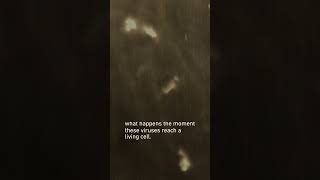 How influenza viruses enter our cells