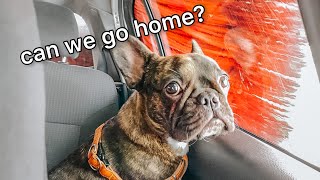 Dog Thinks Car Wash Is A TORNADO 🌪⚡️