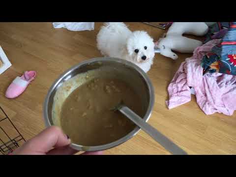 download lagu mp3 mp4 Dog For Dog Pet Food, download lagu Dog For Dog Pet Food gratis, unduh video klip Dog For Dog Pet Food