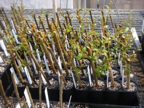 How to clone a WEEPING WILLOW!! Propagate this amazing tree!