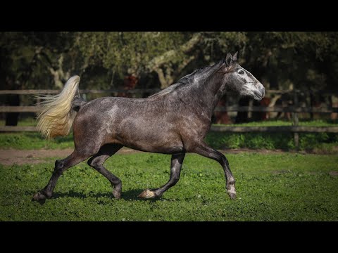 **SOLD** Expressive Lusitano Breeding Mare (REF#491)