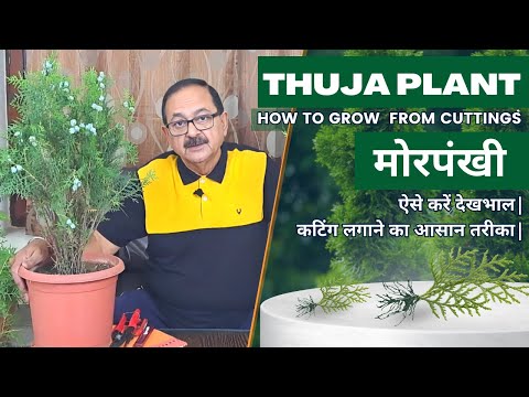 , title : 'Thuja Plant Care I  Morpankhi Plant I मोरपंखी की ऐसे करें देखभाल कटिंग लगाने का आसान तरीका'