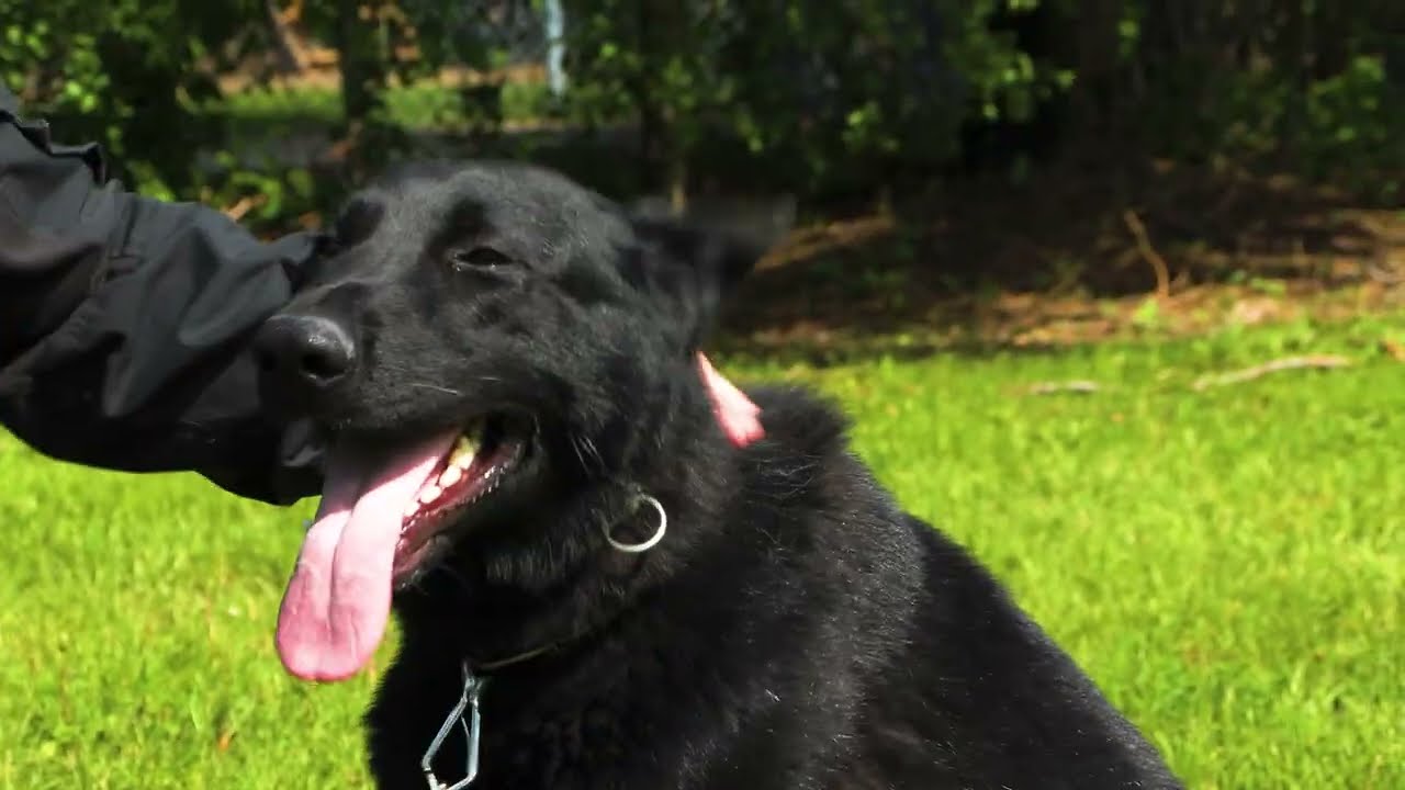 First Arrest for New Police Dog