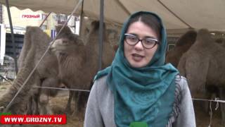 Международный цирк братьев Гартнер приехал в Чечню